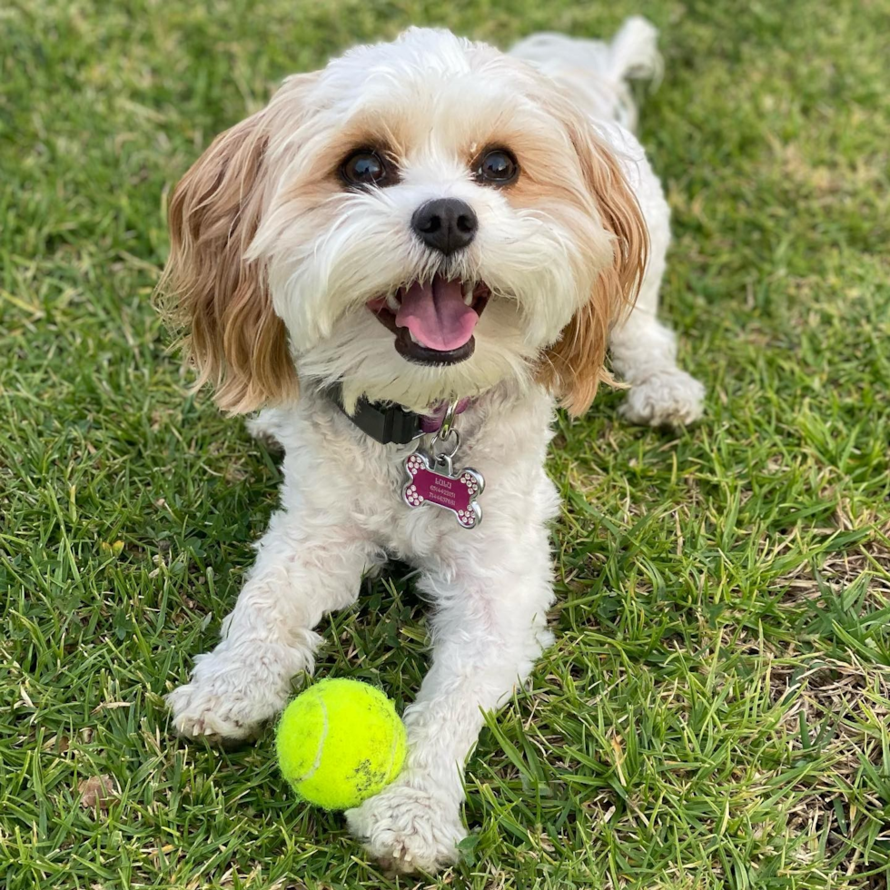 Playful Cavalier Designer Pup