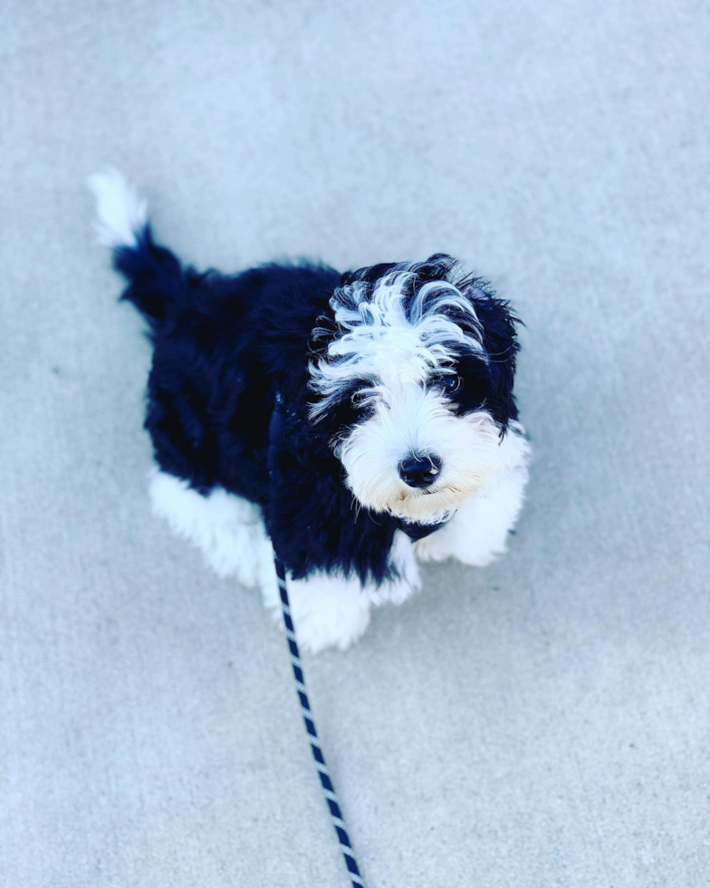 Happy Mini Sheepadoodle Pup