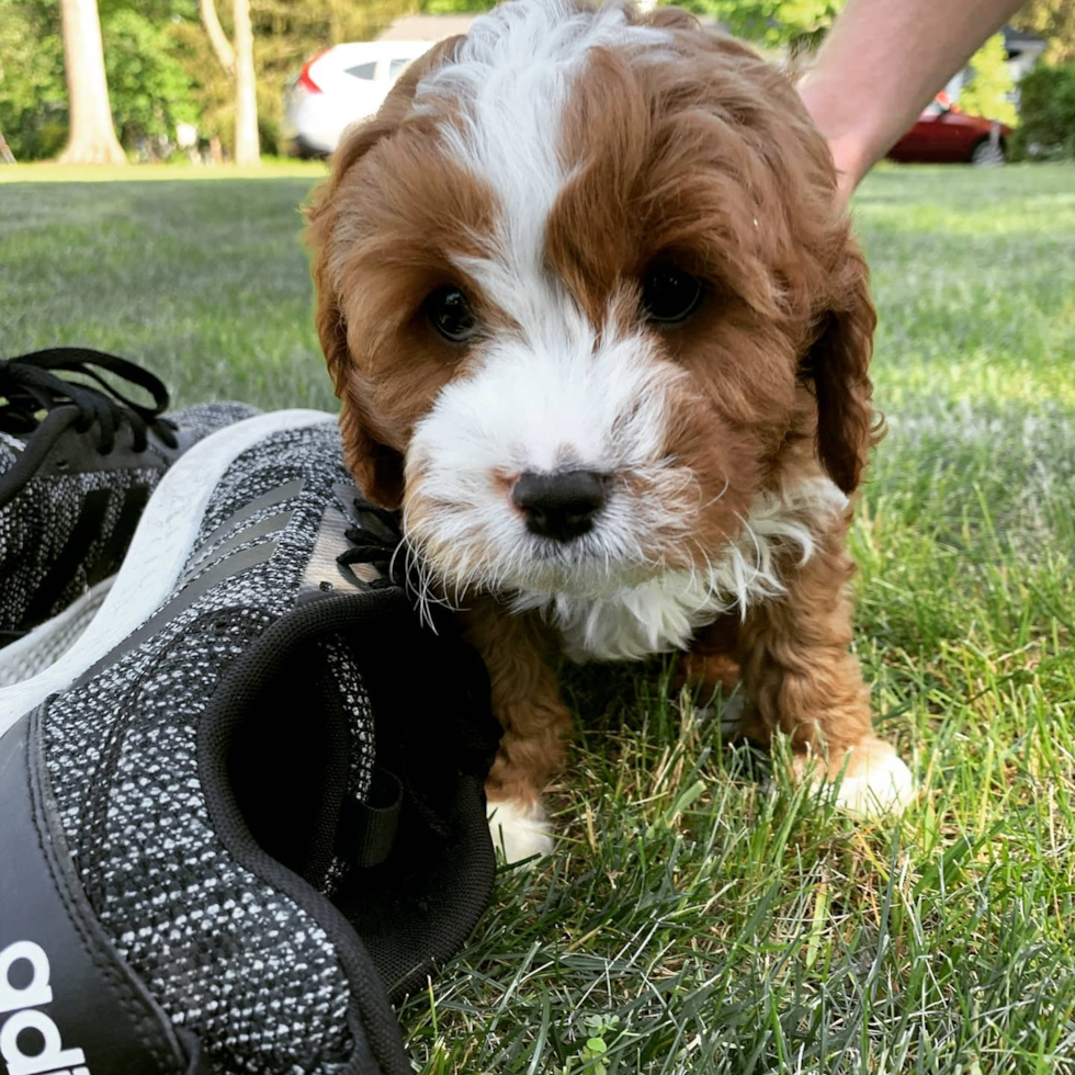 New Providence Cavapoo Pup