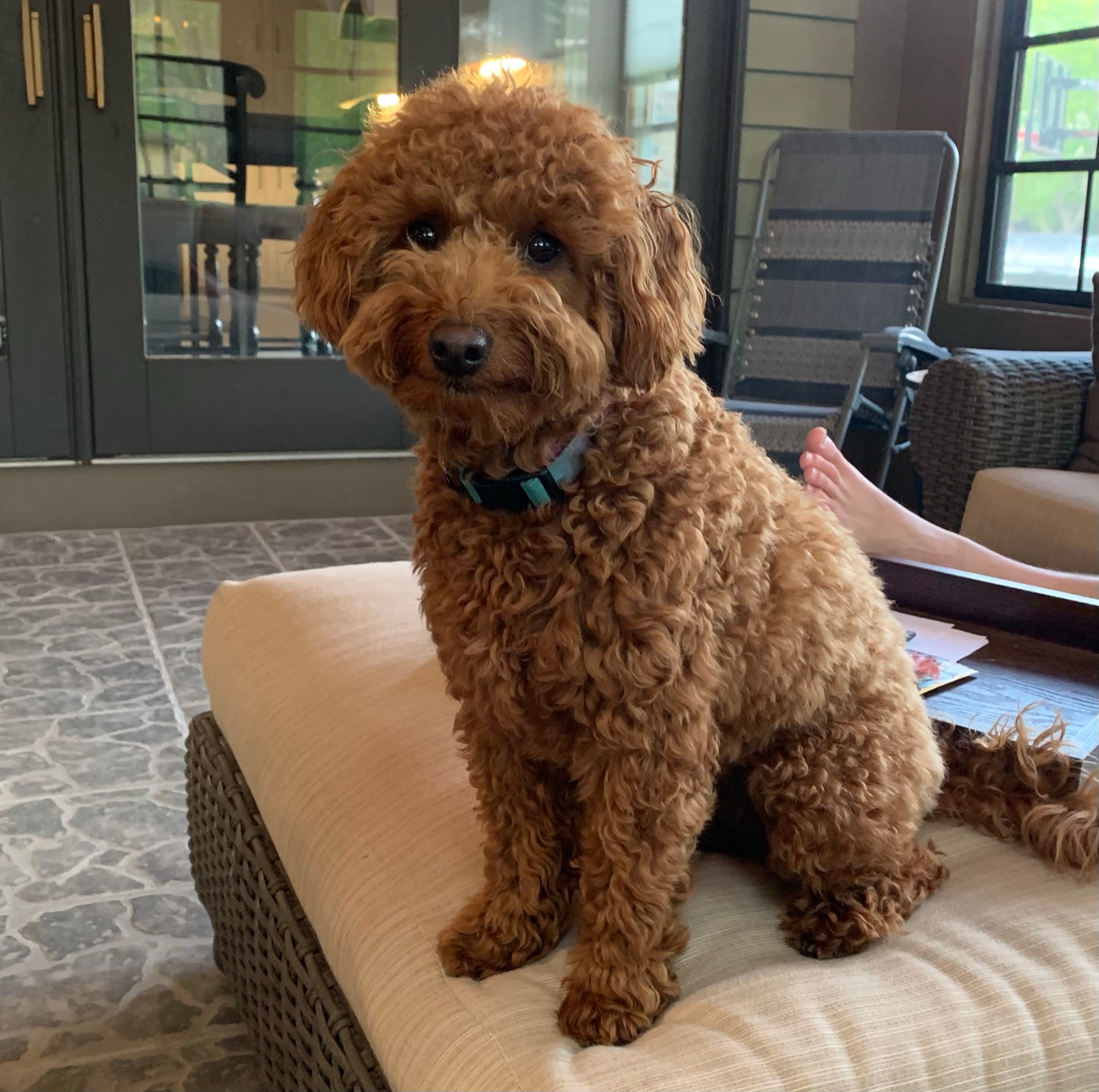 Mini Goldendoodle Pup Being Cute