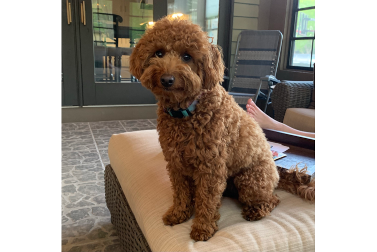 Mini Goldendoodle Pup Being Cute