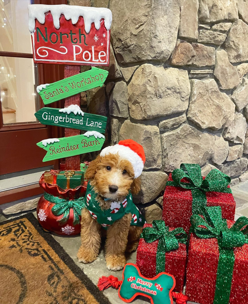 Mini Goldendoodle Being Cute