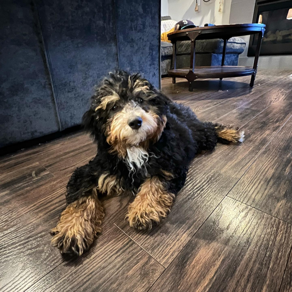 Adorable Mini Berniedoodle Poodle Mix Pup