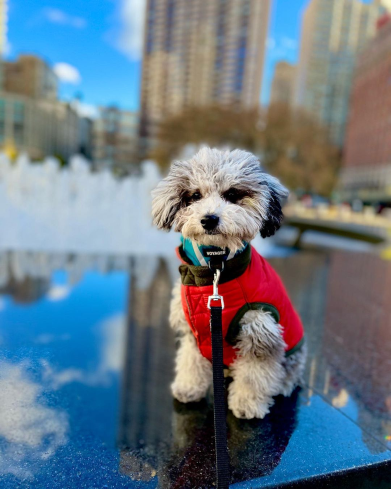 Smart Poodle Pup in Brooklyn NY