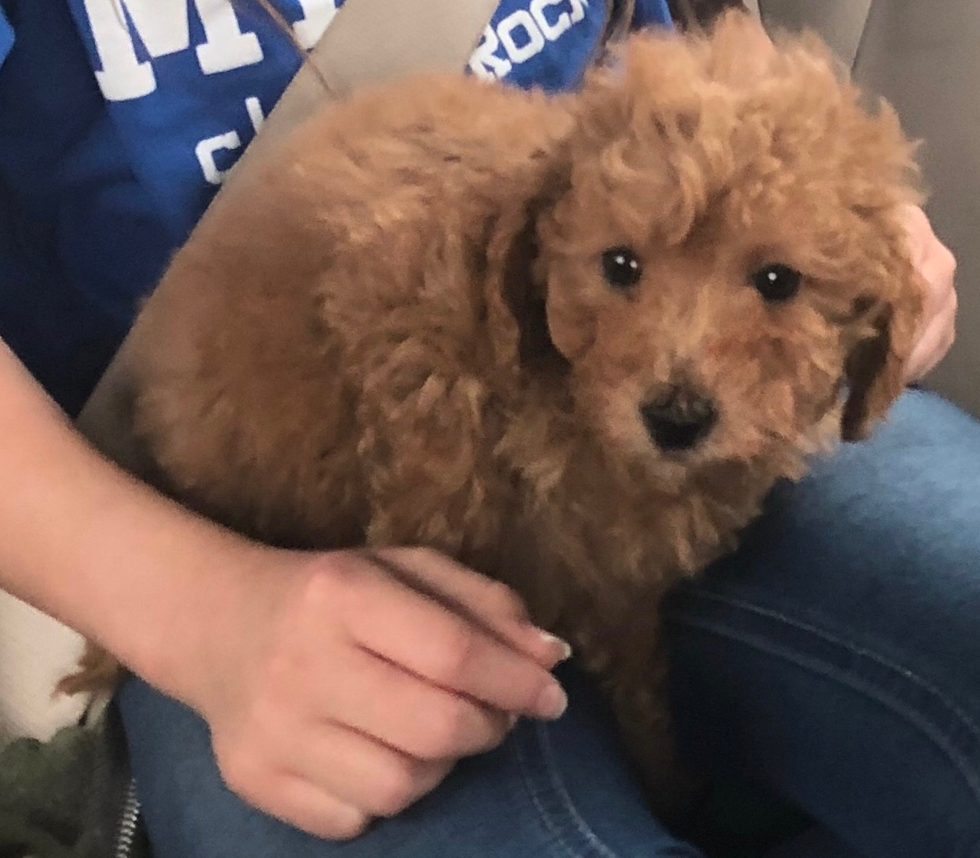 Cavapoo Being Cute