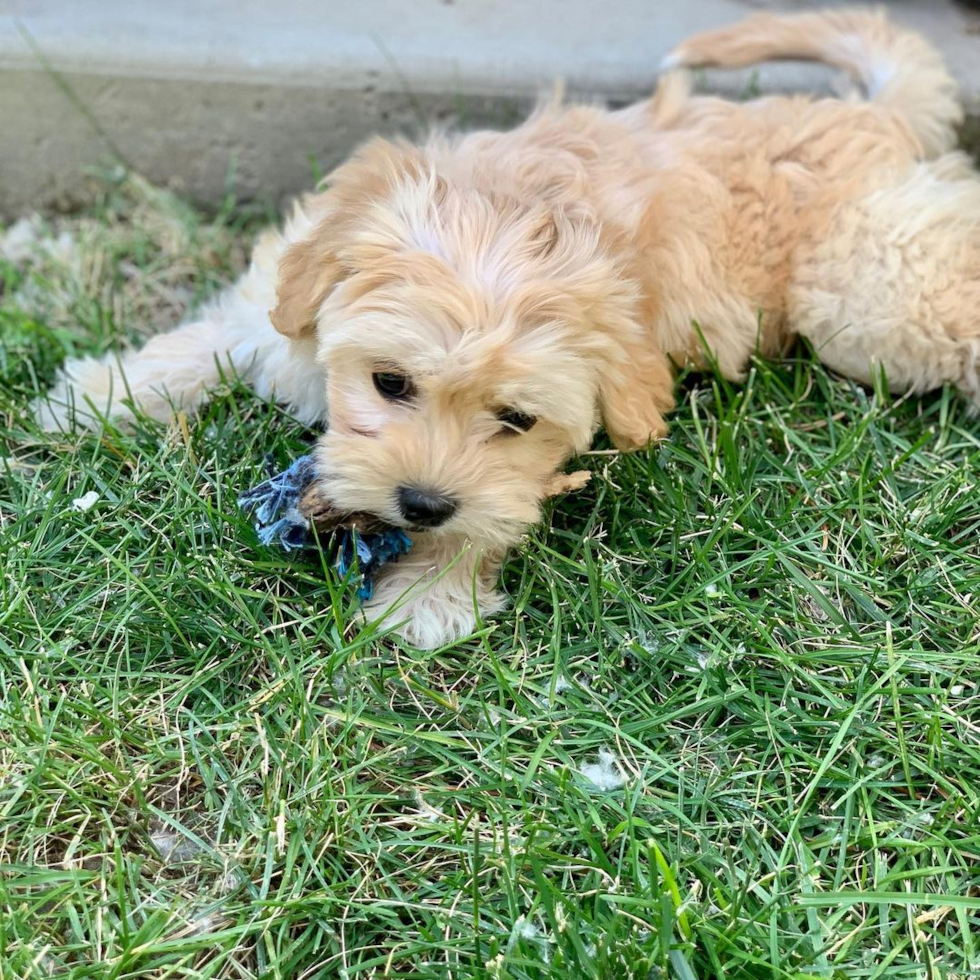 Buffalo Cavachon Pup