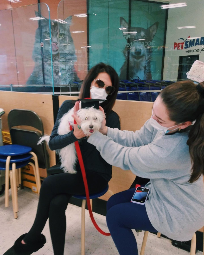 Irvine Maltipoo Pup