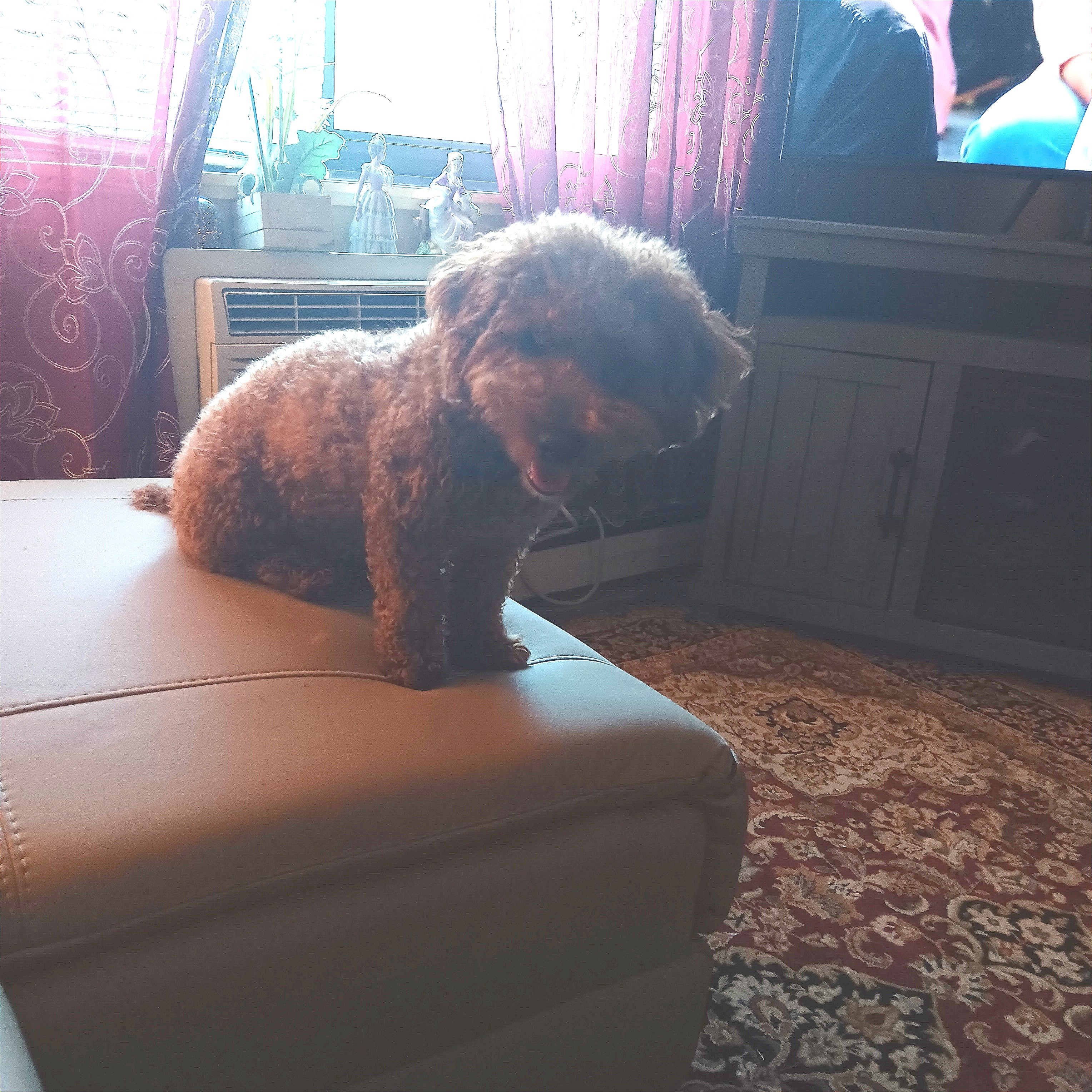 Mini Goldendoodle Puppy for Adoption