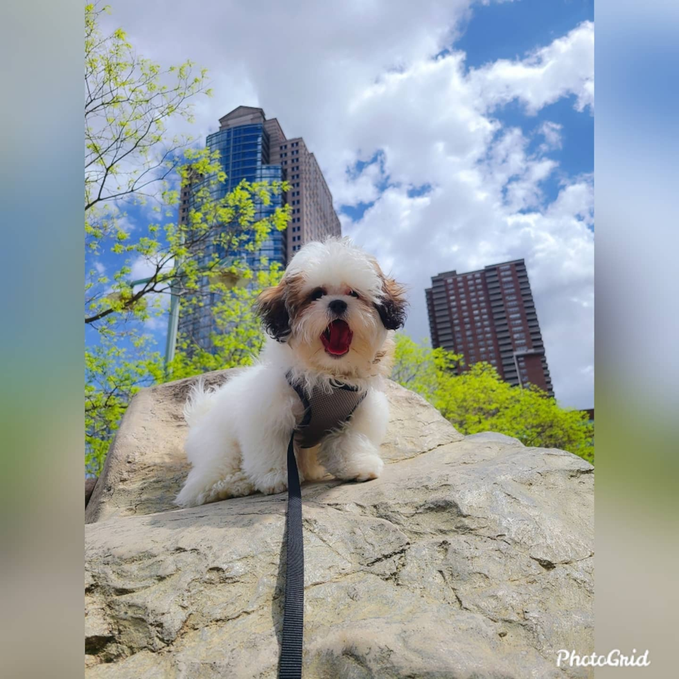 Happy Teddy Bear Pup