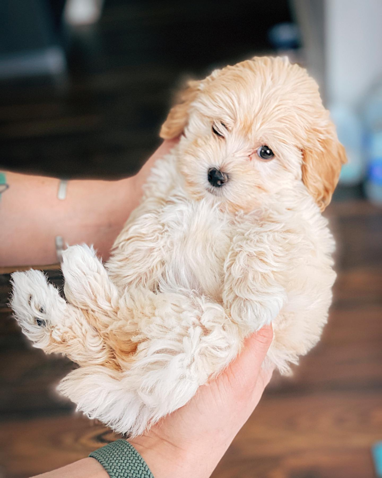 Chicago Poochon Pup