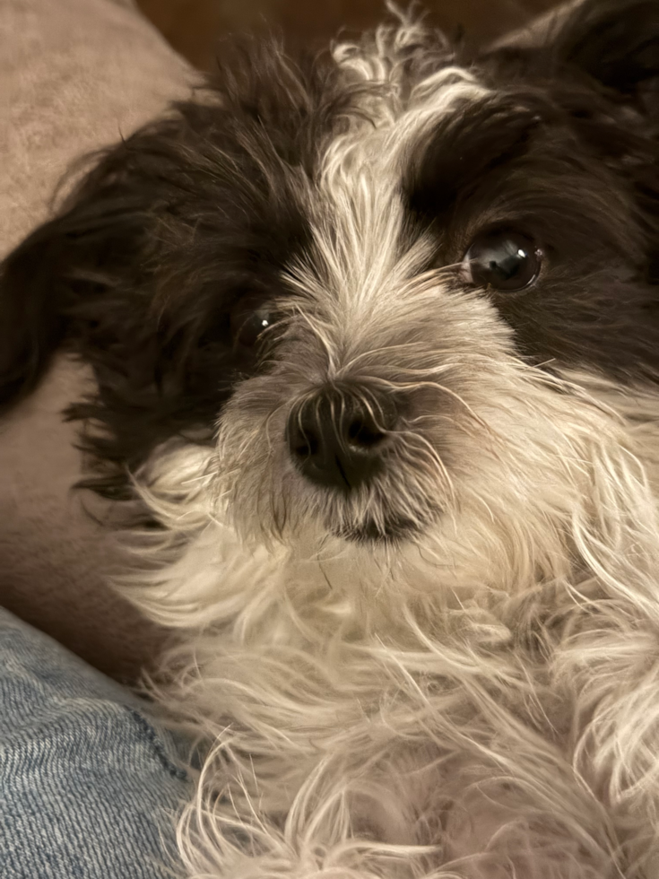Morkie Being Cute