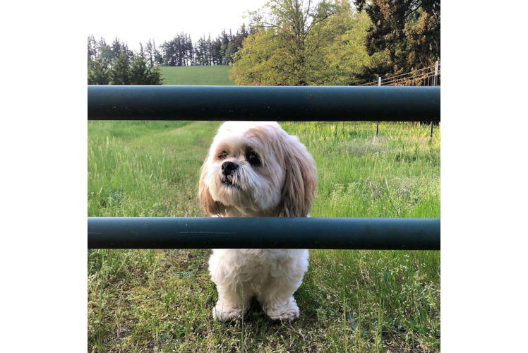 Best Shih Poo Baby