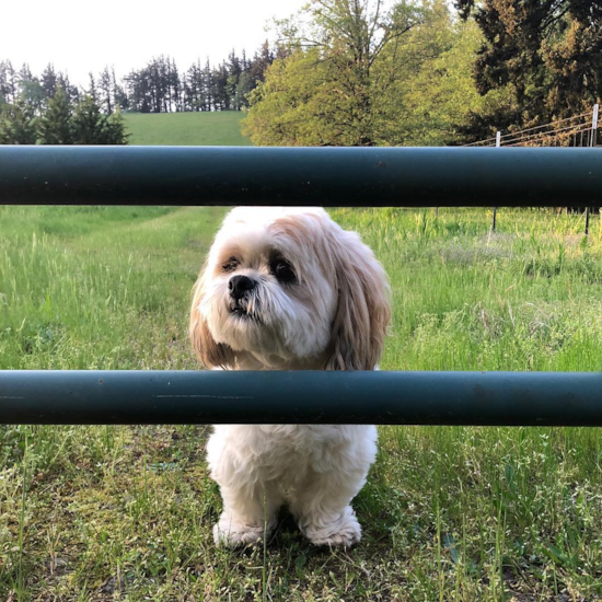 Playful Shih Poo Poodle Mix Pup