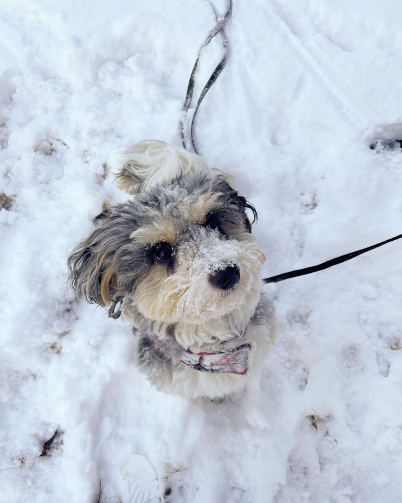 Playful Australian Designer Pup