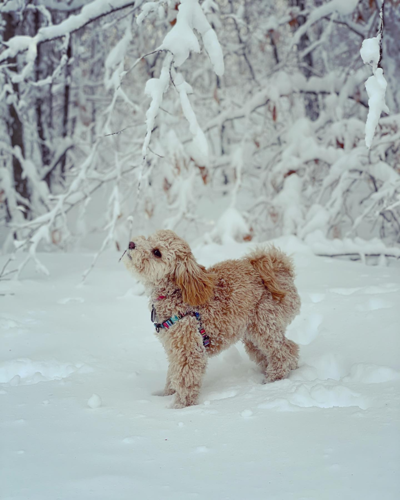 Cute Poodle Pup in Harvey Cedars NJ