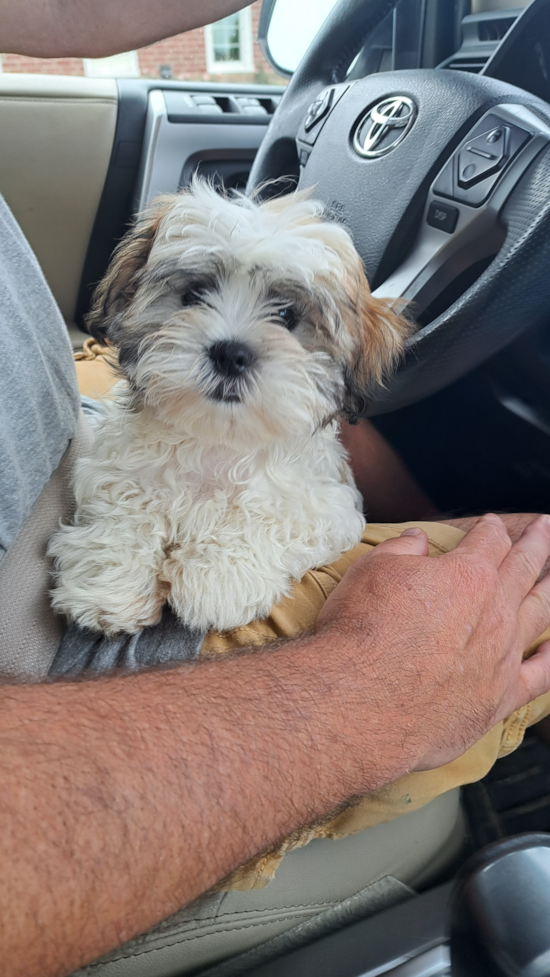 Cute Teddy Bear Pup