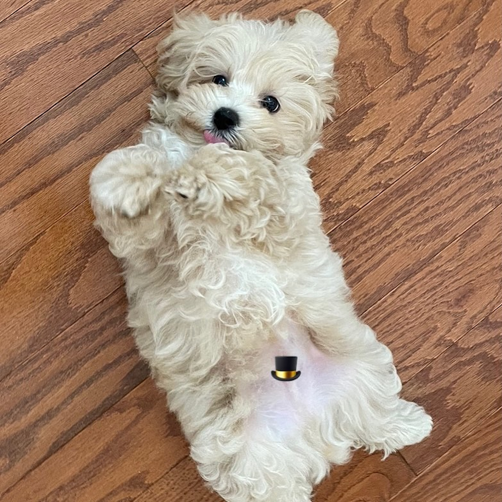 Cute Maltipoo Pup