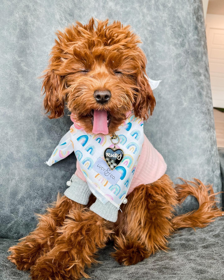 Hypoallergenic Cavoodle Poodle Mix Pup