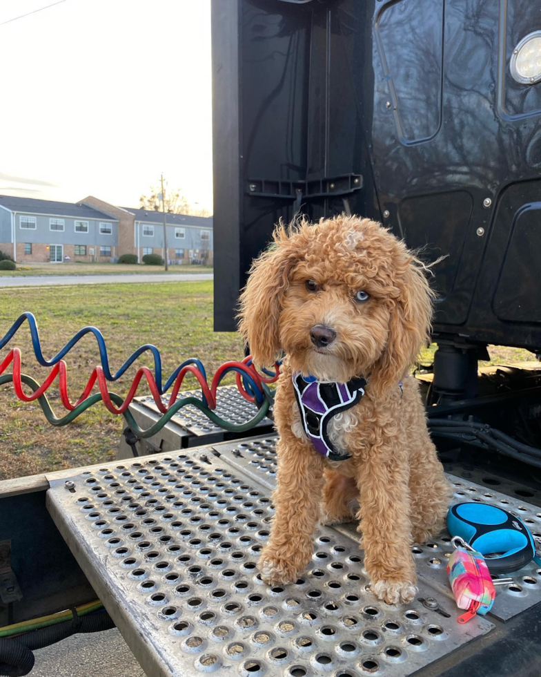 Playful Poodle Pup