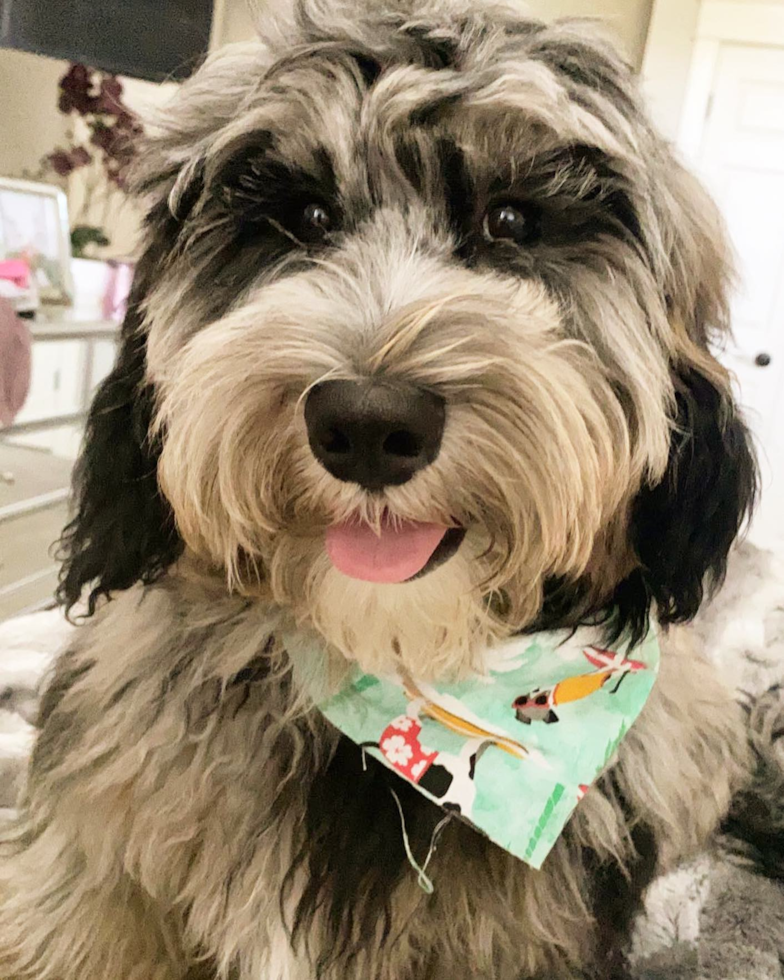 Louisville Mini Sheepadoodle Pup