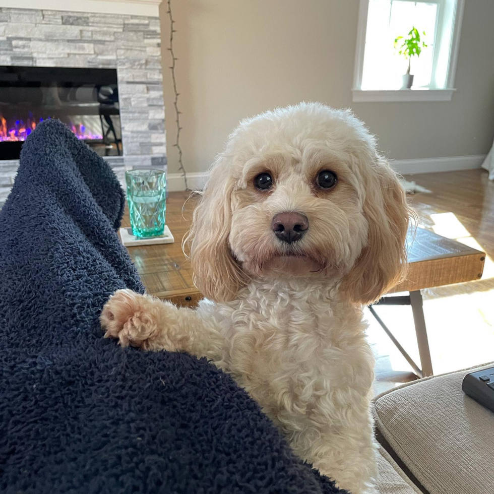 Hypoallergenic Cavoodle Poodle Mix Pup