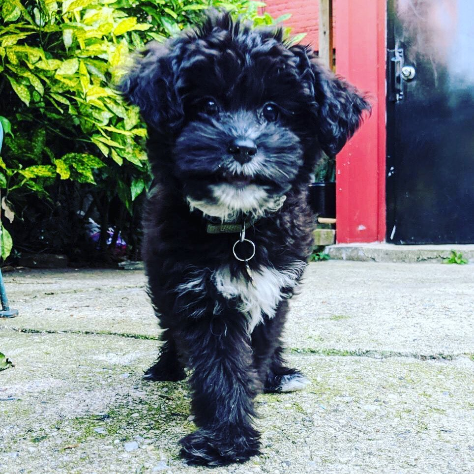 Playful Aussiepoo Poodle Mix Puppy