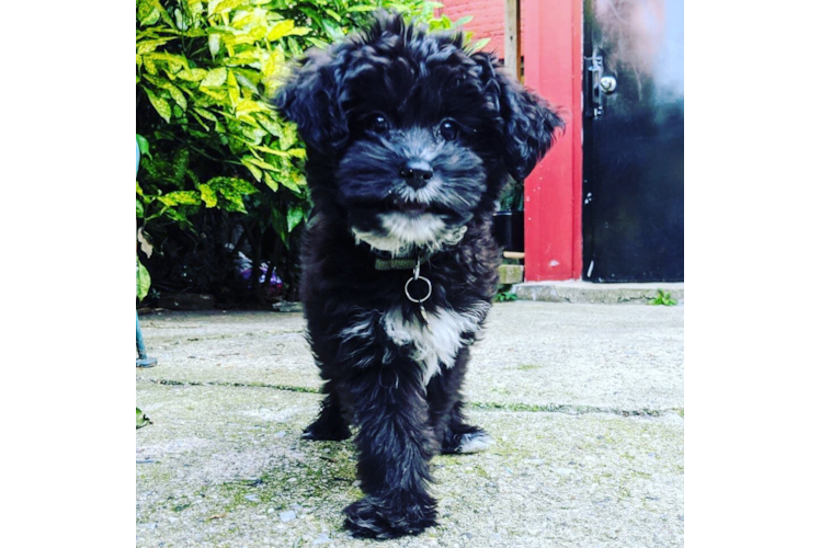 Playful Aussiepoo Poodle Mix Puppy