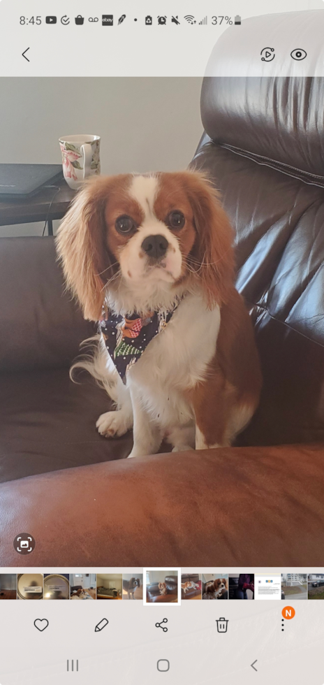 Cavalier King Charles Spaniel Being Cute