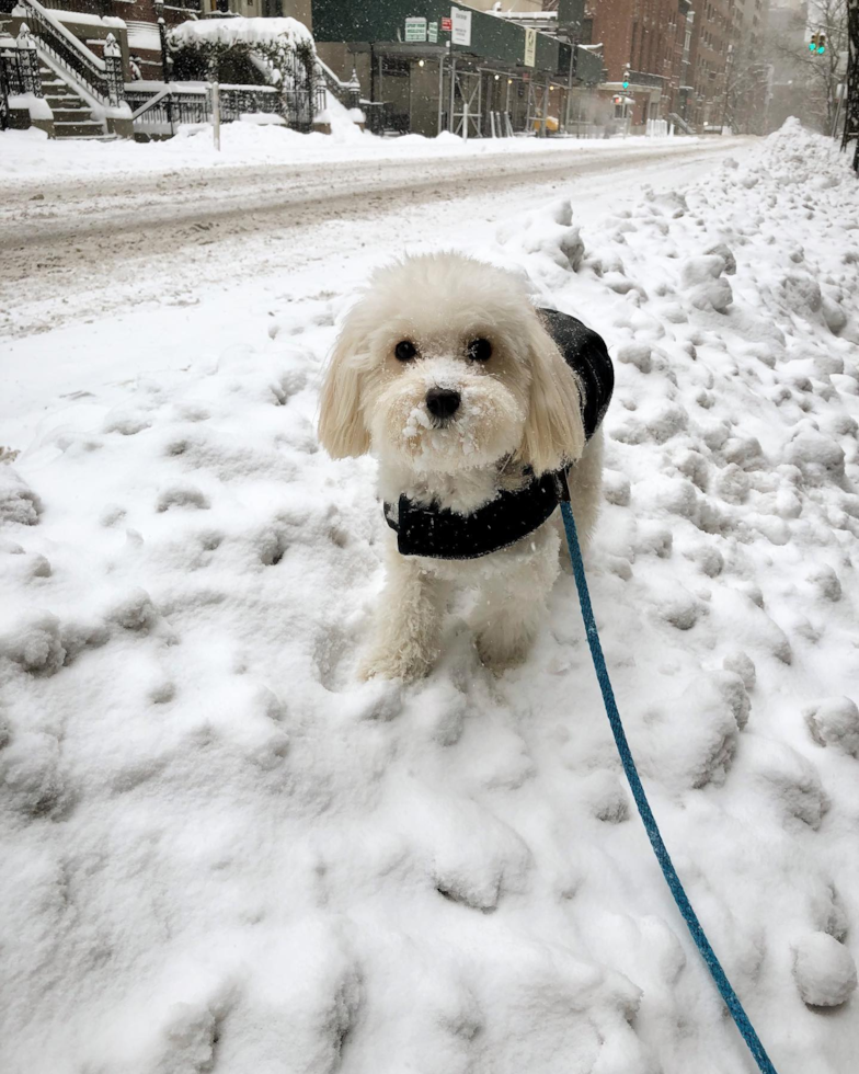 Fluffy Maltipoo Poodle Mix Pup