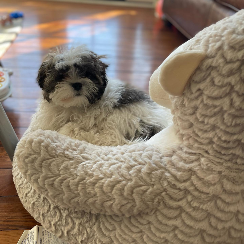 Popular Teddy Bear Designer Pup