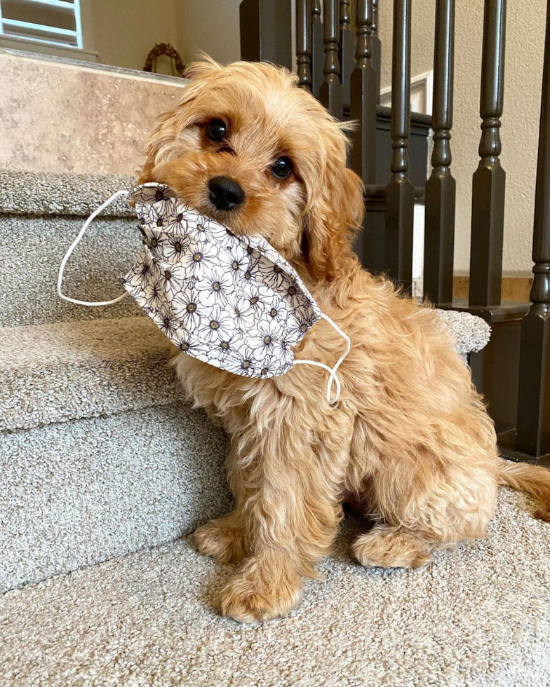 Friendly Cavapoo Pup in Yorba Linda CA