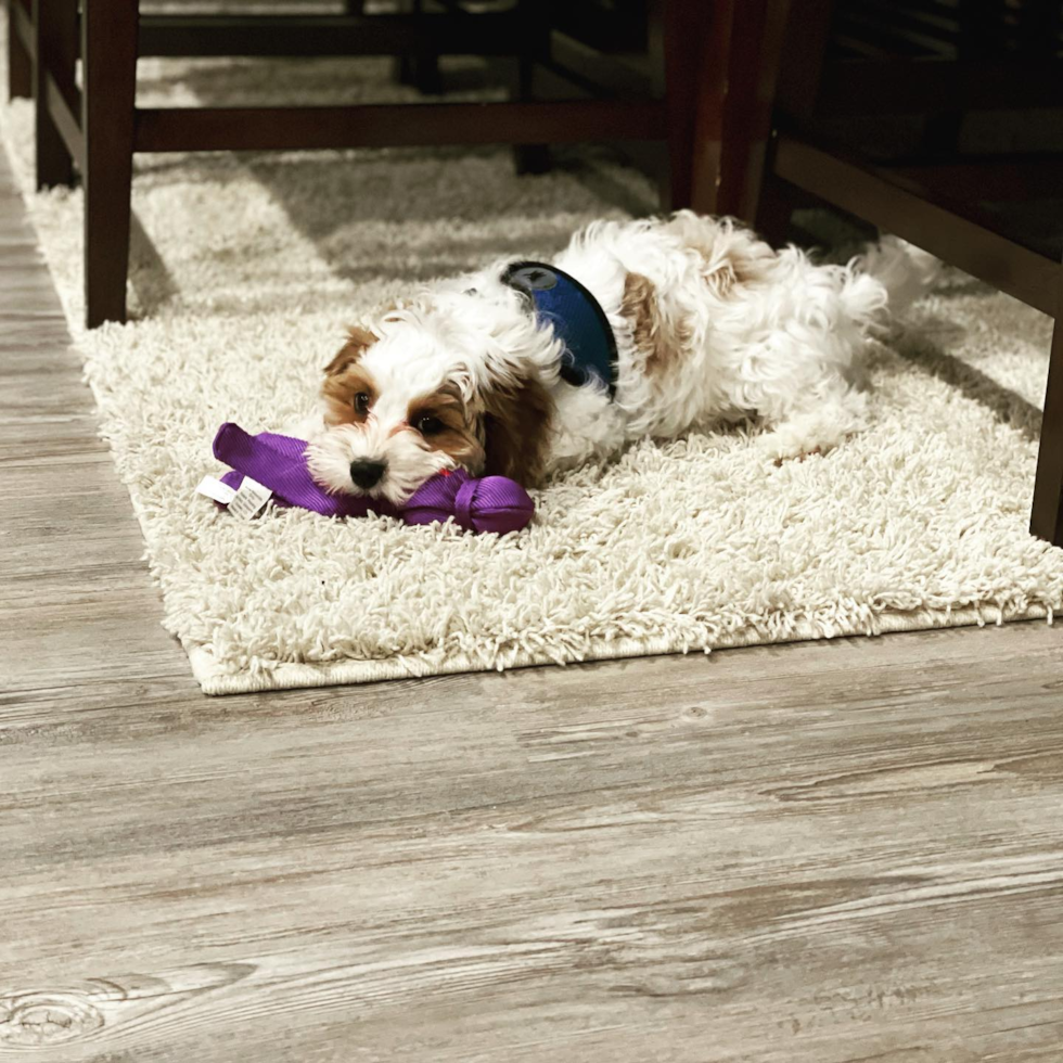 Energetic Cavoodle Poodle Mix Pup