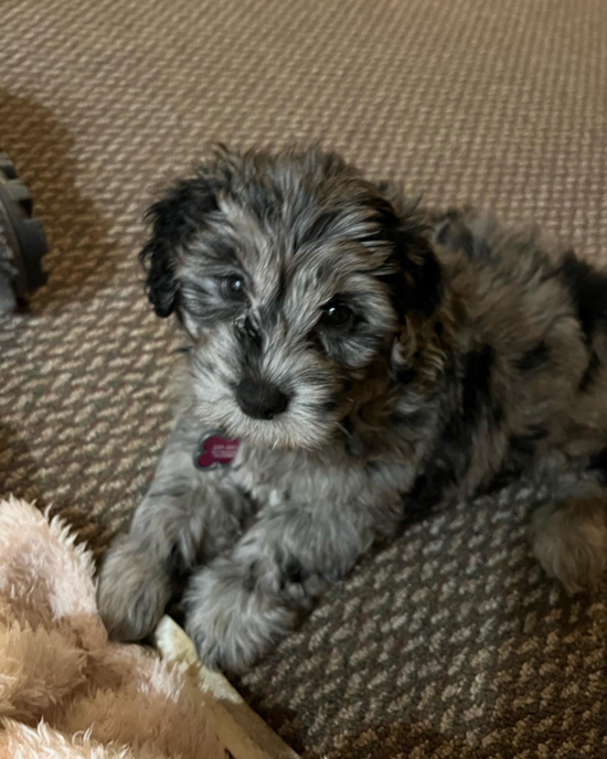 Mini Portidoodle