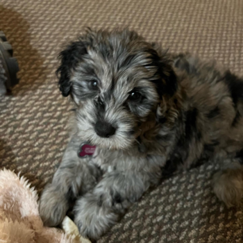 Adorable Portuguese Water Dog Poodle Mix Pup