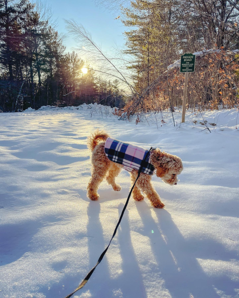 Fluffy Poodle Pup in Harvey Cedars NJ