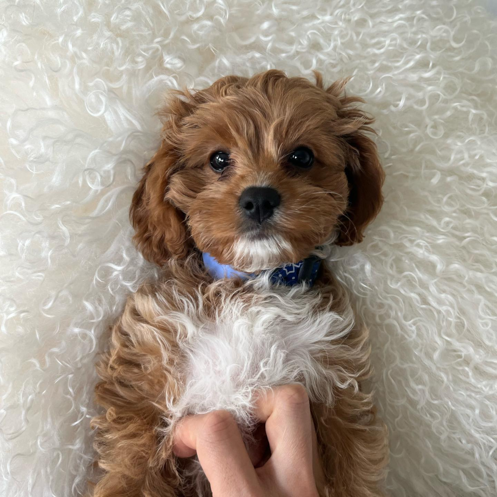 Philadelphia Cavapoo Pup