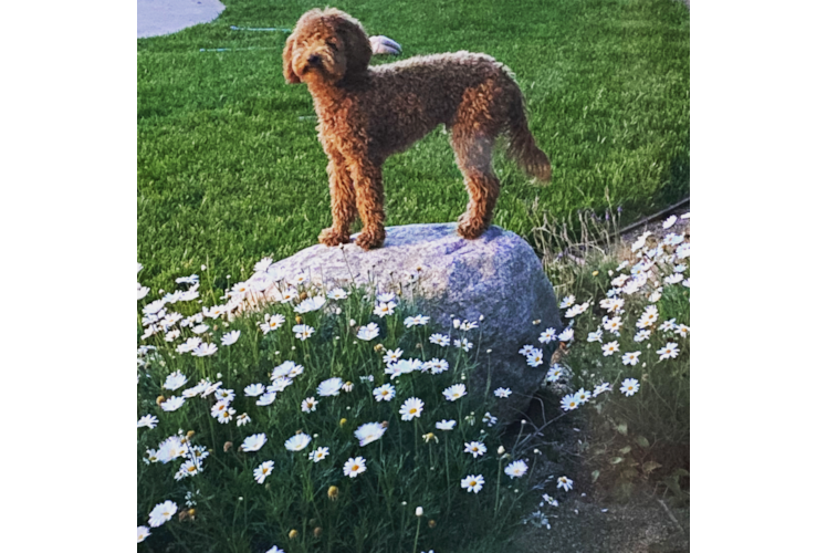 Fluffy Mini Goldendoodle Poodle Mix Pup