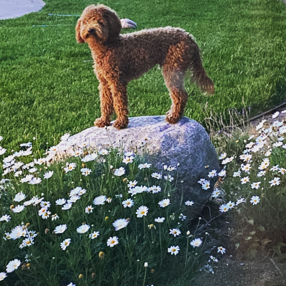 Playful Golden Retriever Poodle Mix Pup