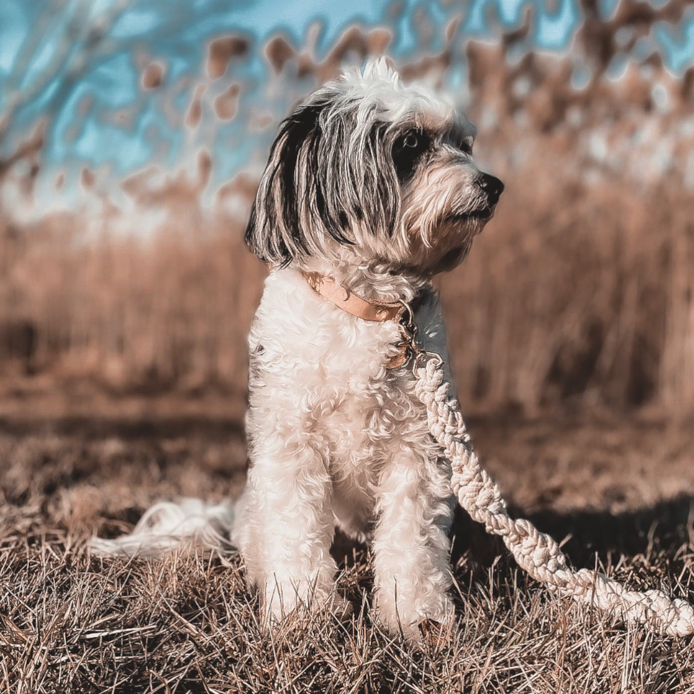 Smart Aussiechon Designer Pup