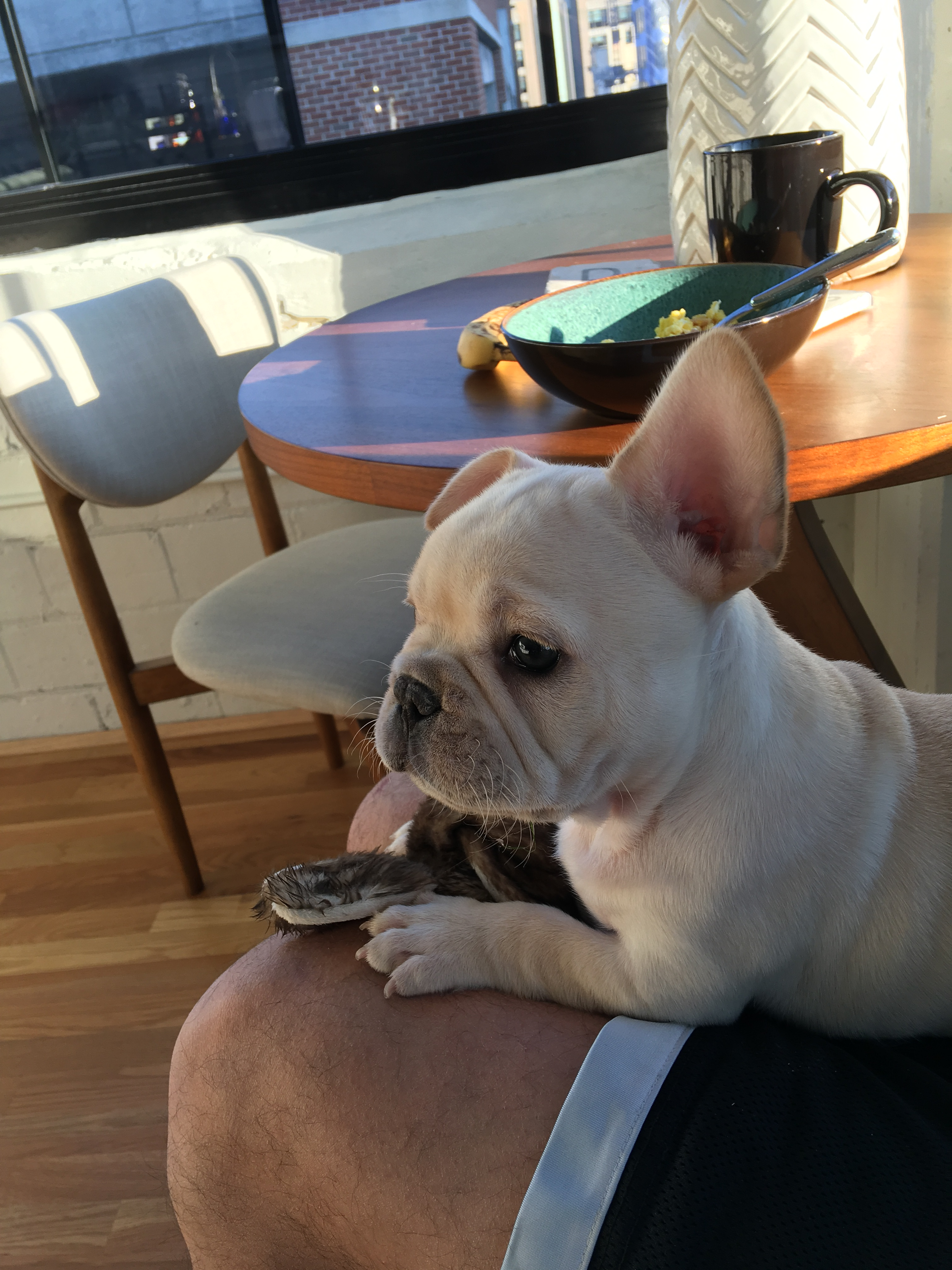 French Bulldog Pup Being Cute