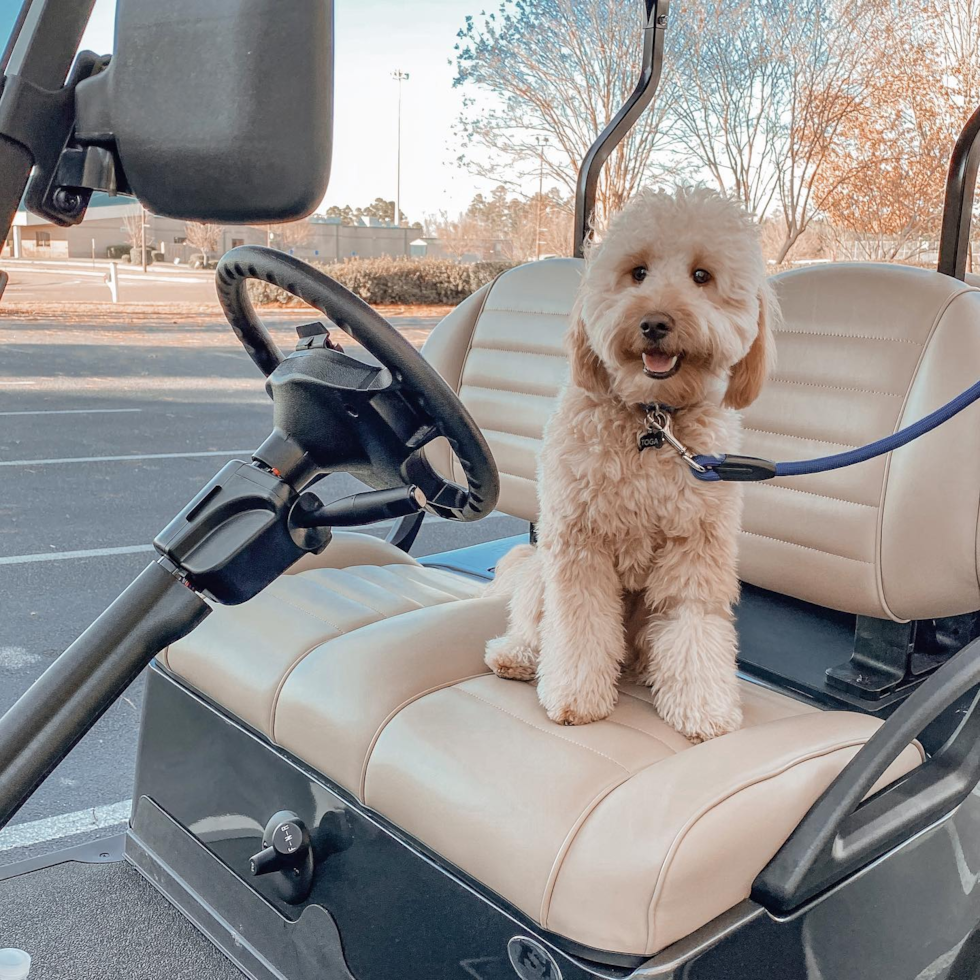 Happy Mini Goldendoodle Pup in Orlando FL