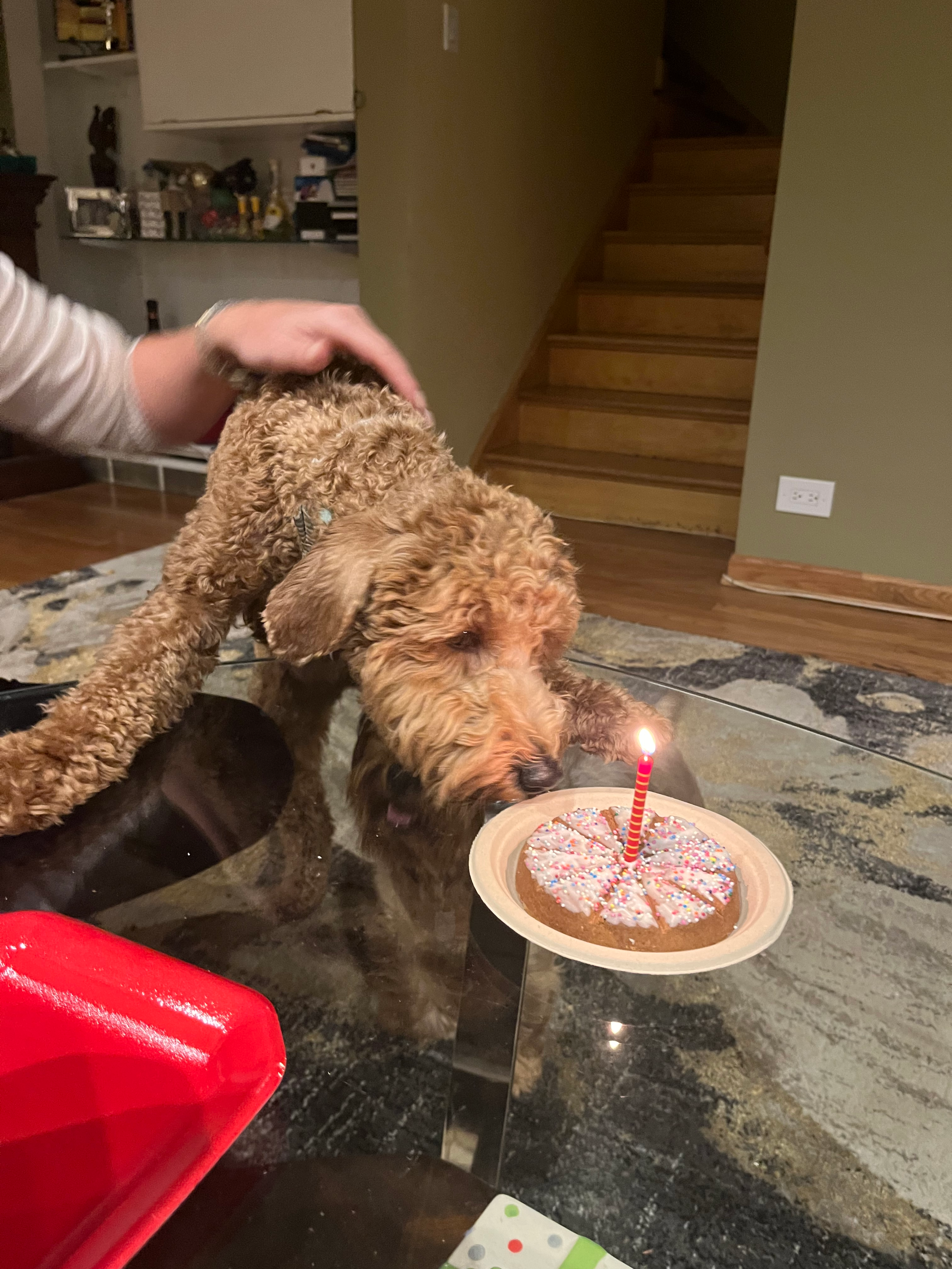 Mini Goldendoodle Puppy for Adoption