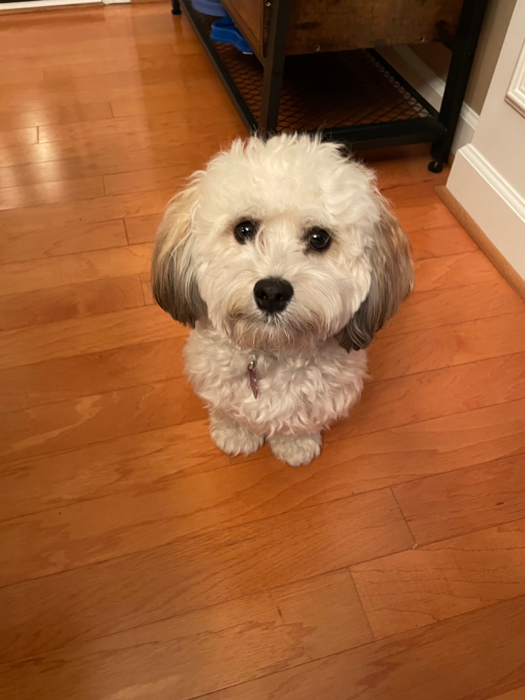 Havanese Pup