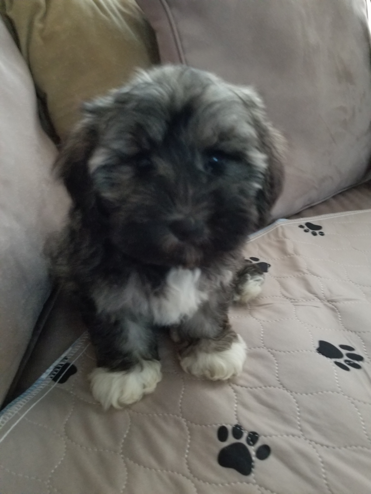 Hypoallergenic Havanese Purebred Pup