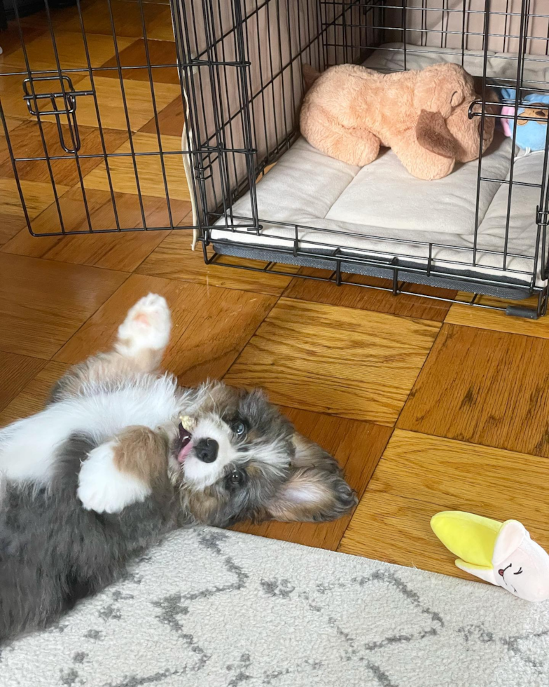 New York Mini Bernedoodle Pup