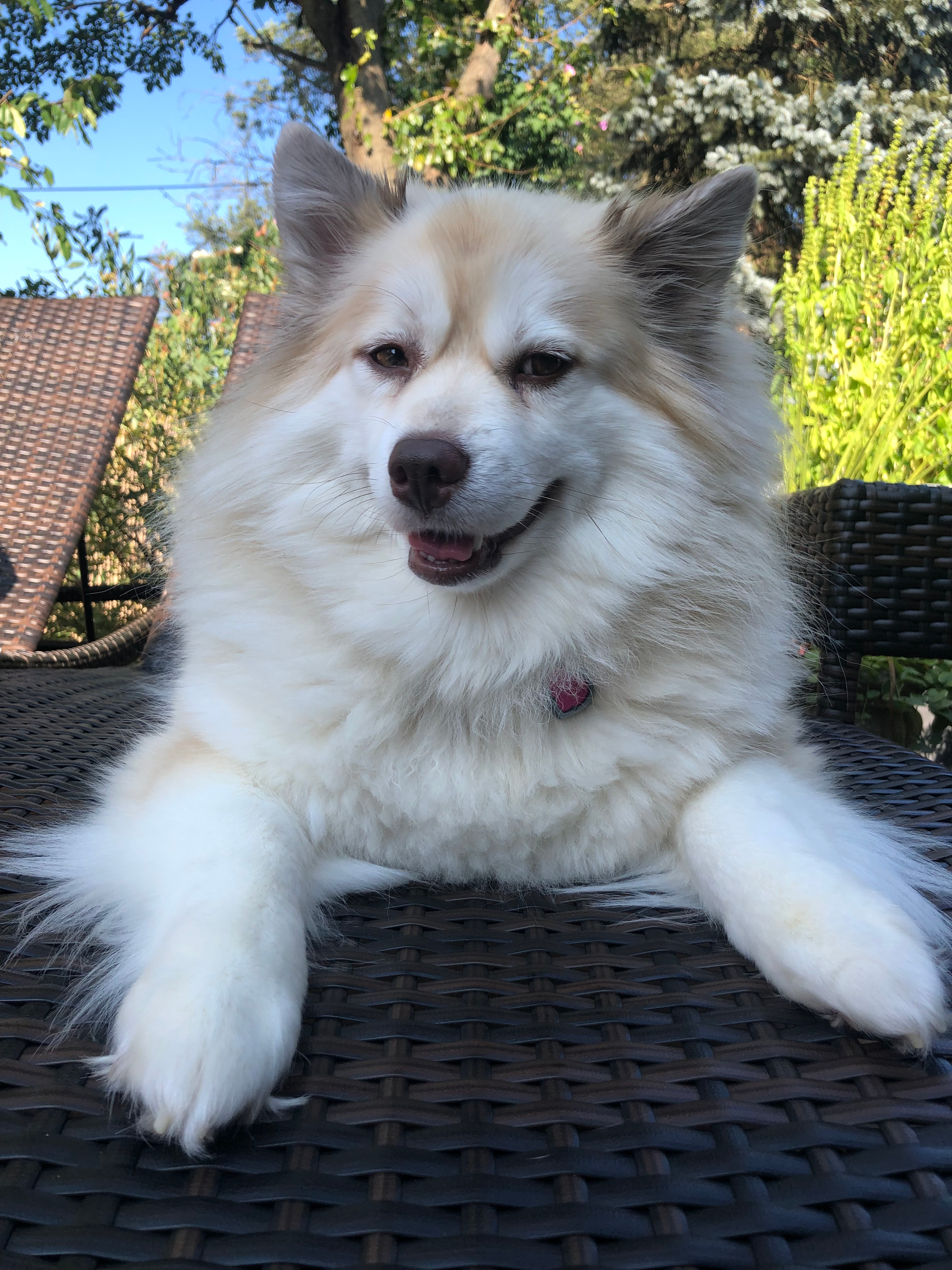 Pomsky Puppy for Adoption