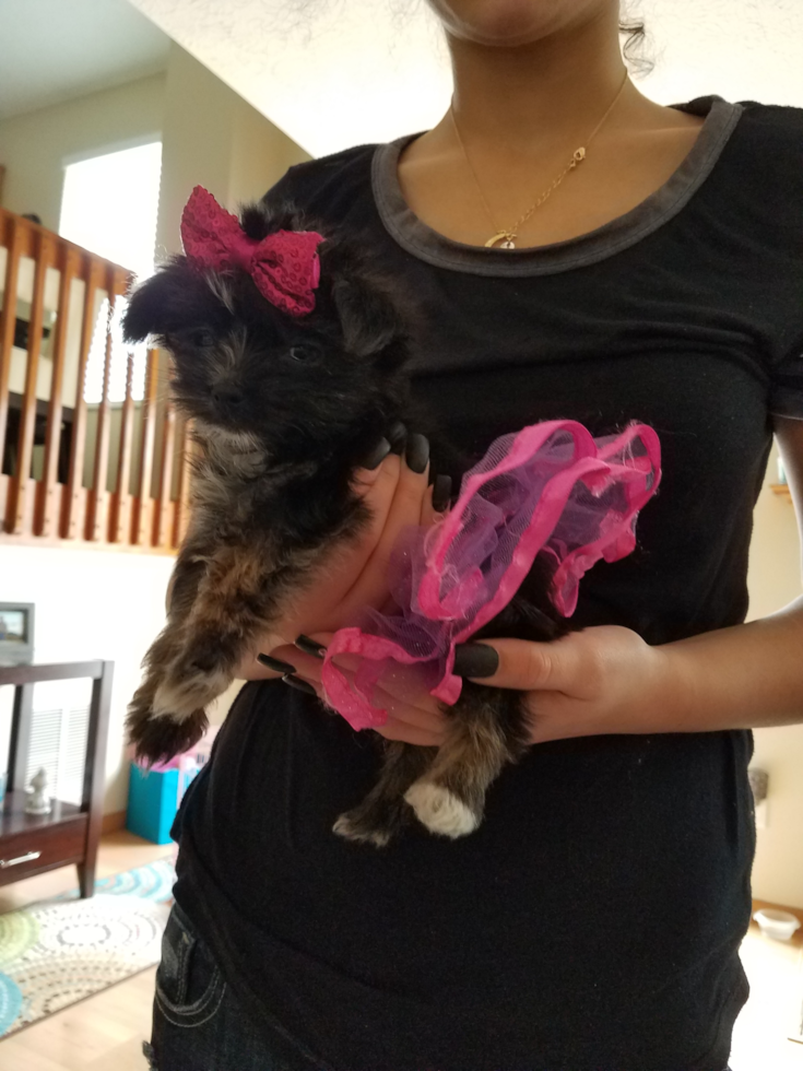 Petite Morkie Designer Pup