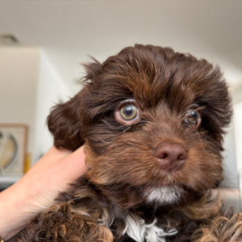 Funny Cavapoo Poodle Mix Pup