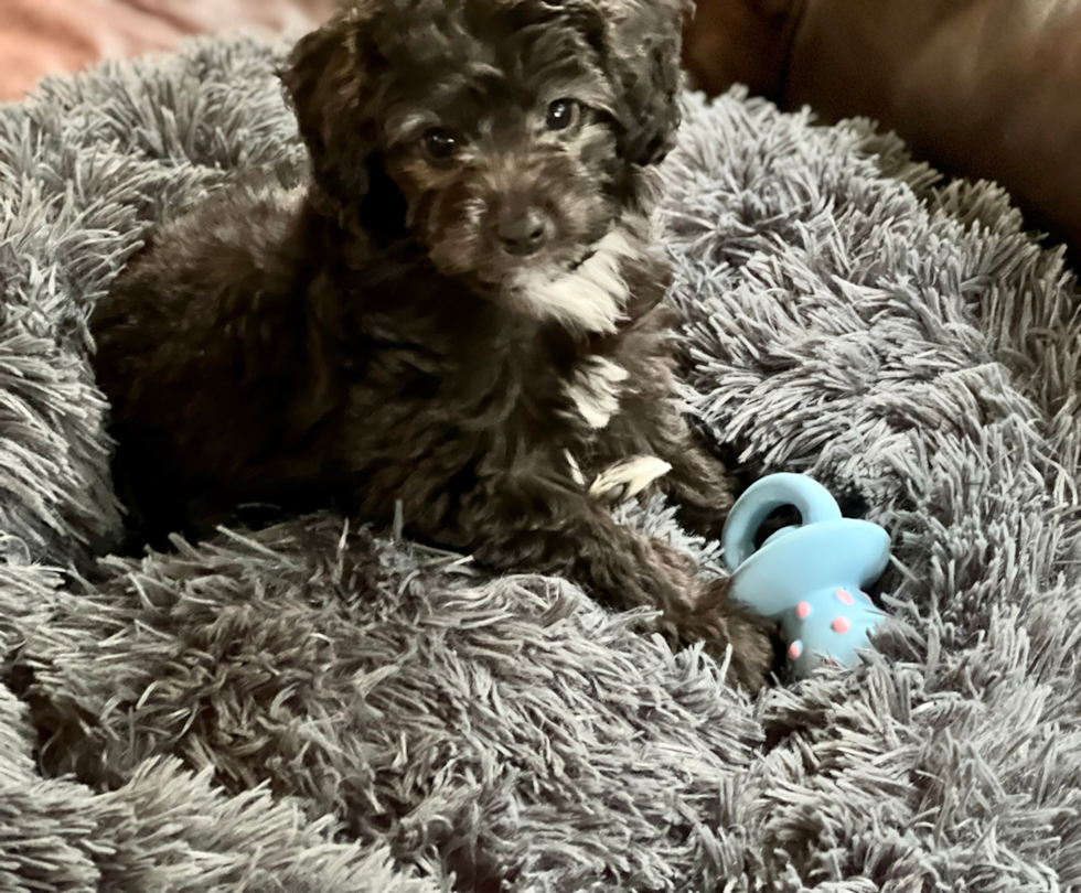 Smart Mini Aussiedoodle Poodle Mix Pup