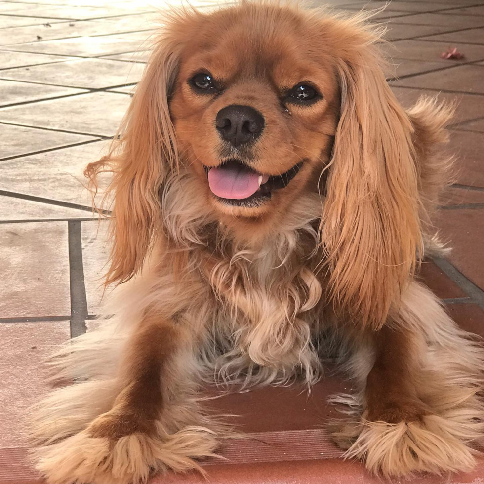 Fluffy Cavalier King Charles Spaniel Purebred Pup